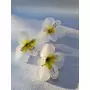 Kép 1/2 - Asztromélia virágfej - fehér